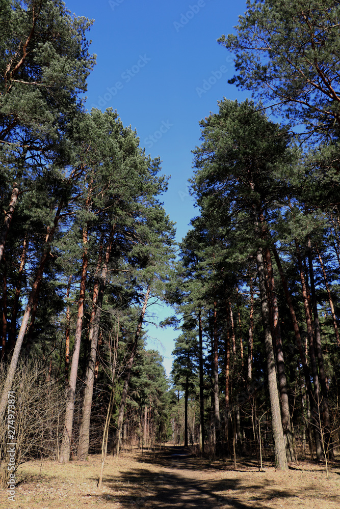 Green forest against a light blue sky. Background Green forest against a light blue sky. Background
