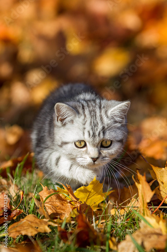 Katze Rassekatze British Kurzhaar Kätzchen im schönen Herbstlaub Tiger, kleines Kitten schleicht sich an