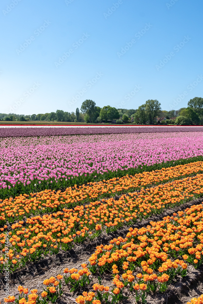 Tulip Fields in the Countrysides of Amsterdam with a water canal