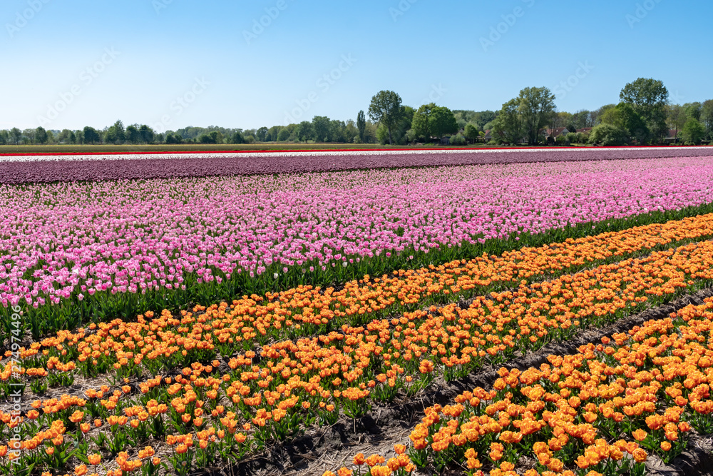 Tulip Fields in the Countrysides of Amsterdam with a water canal Tulip Fields in the Countrysides of Amsterdam with a water canal