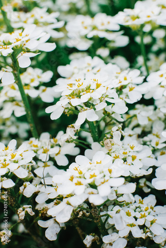 white flowers iberis in the garden