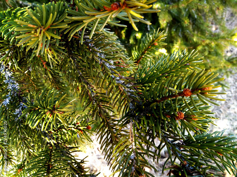 Bright green spruce twig with large needles Bright green spruce twig with large needles