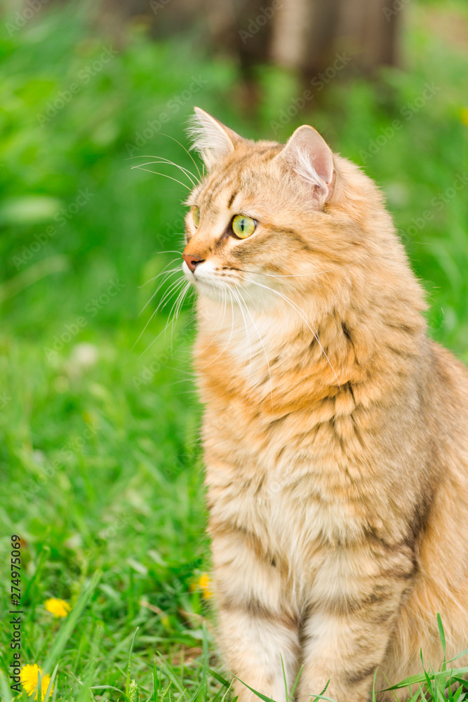 Ginger tabby cat on the nature in the green grass among the yellow dandelions. Cat walking in nature.