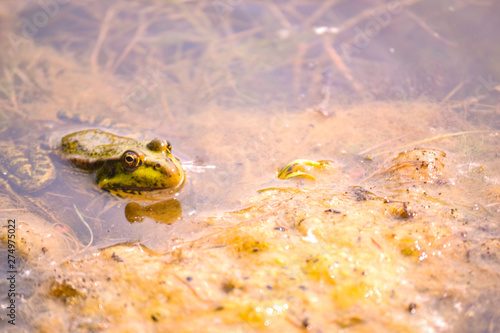 One big green frog sits in the water of a pond among muddy yellow algae.