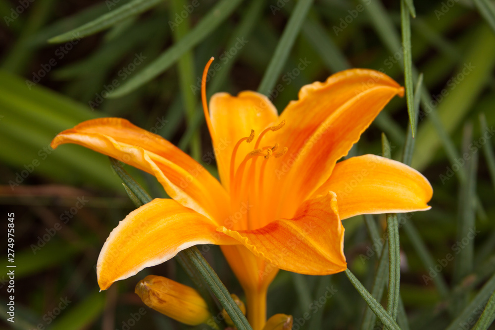 orange daylily orange daylily