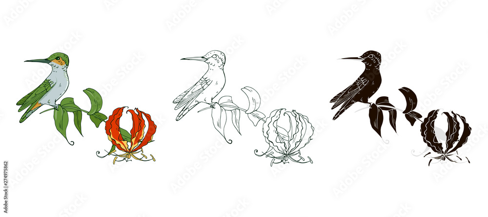 Hummingbird and flower,color, black and white image and silhouette on a white background, vector illustration Hummingbird and flower,color, black and white image and silhouette on a white background, vector illustration
