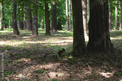 Silhouette of a squirrel in profile in the shade of a tree
