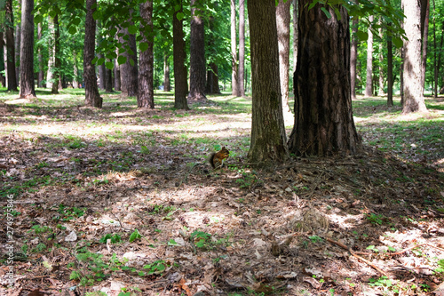 A cute red squirrel in an old park sits in dry foliage under a tree
