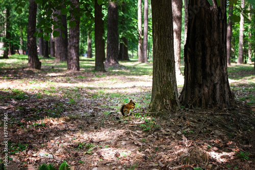 A cute red squirrel in an old park sits in dry foliage under a tree