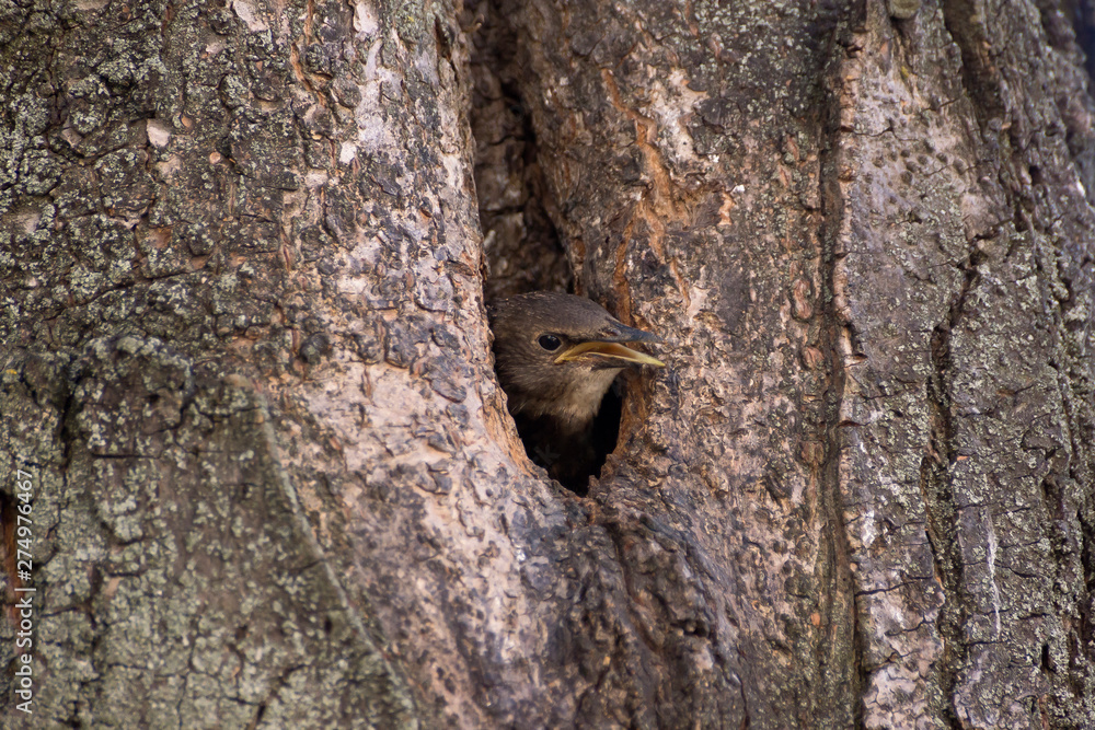 The Common Starling, Sturnus vulgaris is flying with some insect to feed its chick, the young bird is opening its beak to be feeded, pretty golden light, green background