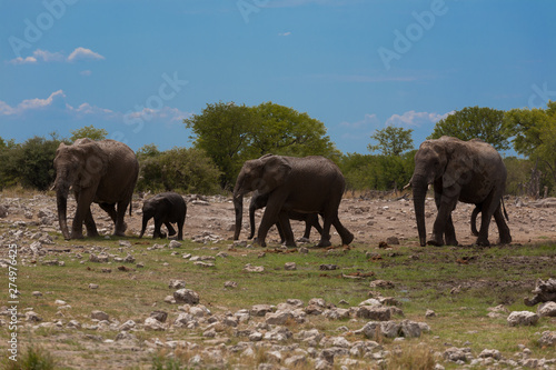 Herd of elephants