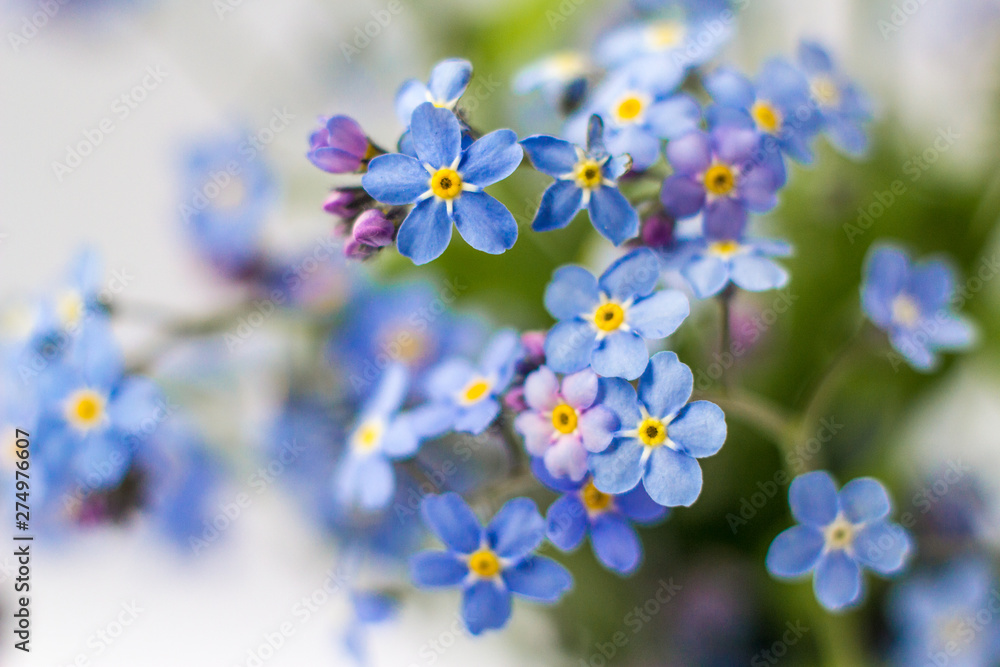 blue beautiful flower forget me not blue beautiful flower forget me not
