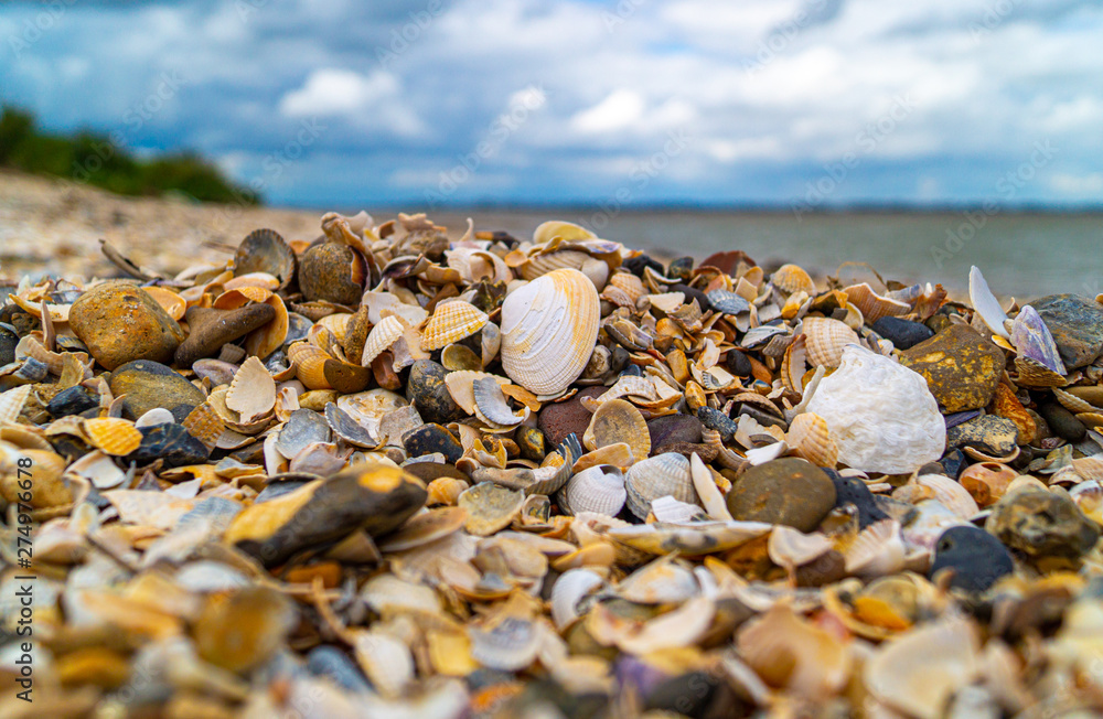 Close up ,over the top view ,of shells and pebbles on beach to form pattern and textured background in essex Close up ,over the top view ,of shells and pebbles on beach to form pattern and textured background in essex