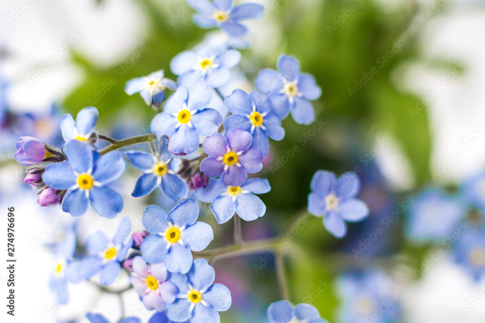 blue beautiful flower forget me not 