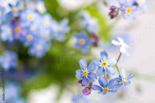 blue beautiful flower forget me not 