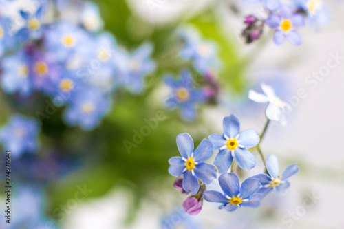 blue beautiful flower forget me not 