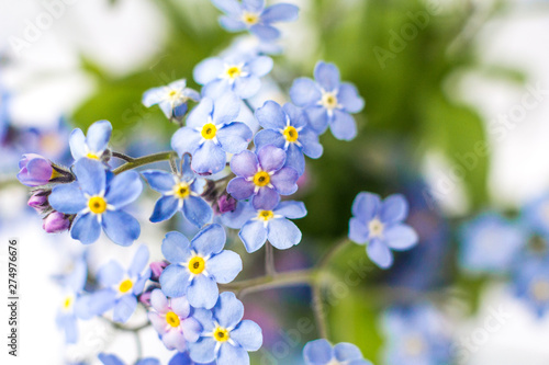 blue beautiful flower forget me not 