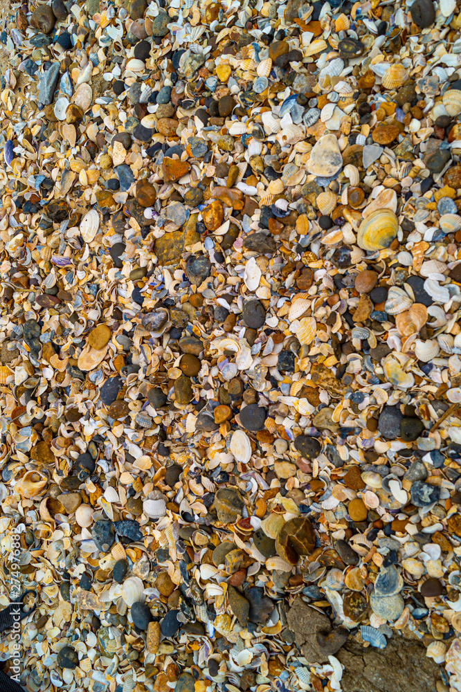 Close up ,over the top view ,of shells and pebbles on beach to form pattern and textured background in essex Close up ,over the top view ,of shells and pebbles on beach to form pattern and textured background in essex