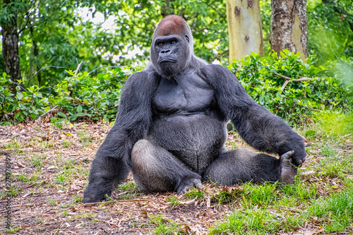 Canvas Print Male gorilla sitting on the ground