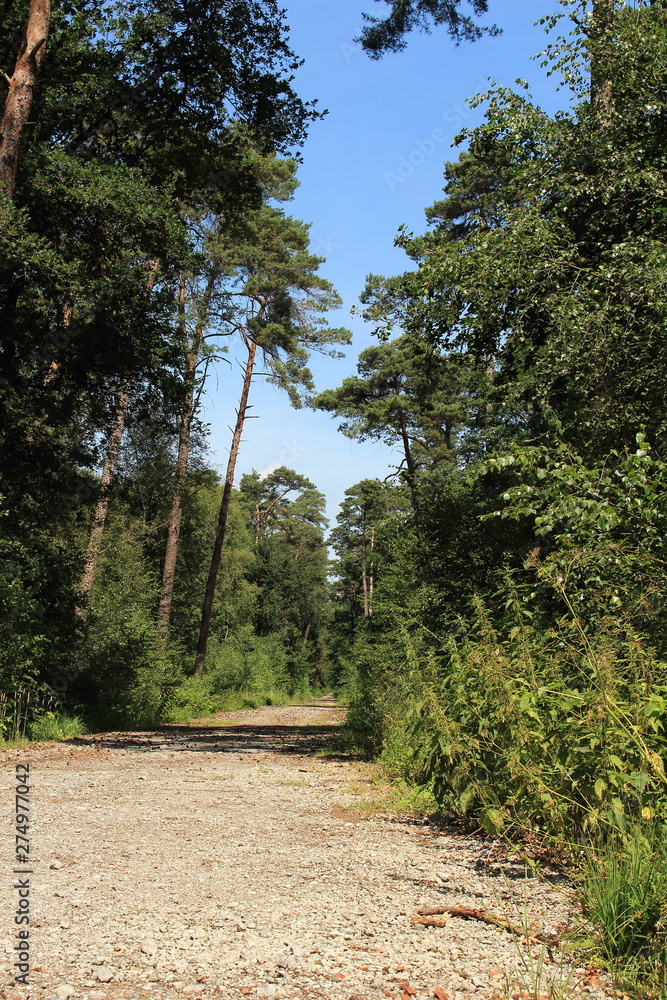Obraz premium Schotterweg im Wald