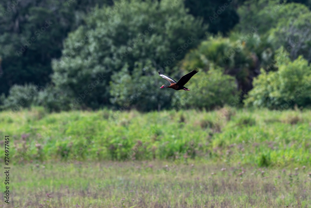 Whistling duck flying over the marsh in Florida Whistling duck flying over the marsh in Florida