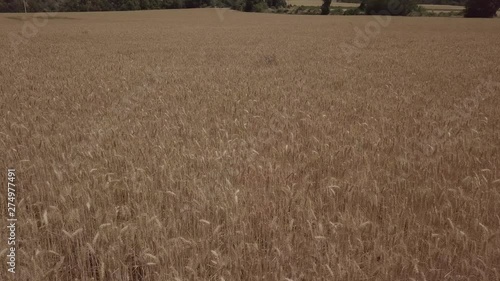 Aerial flight over the wheat field in Lleida, Catalonia, Spain photo