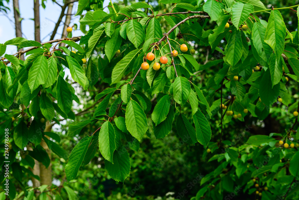 Ripening fruits of sweet cherry on a tree branch.