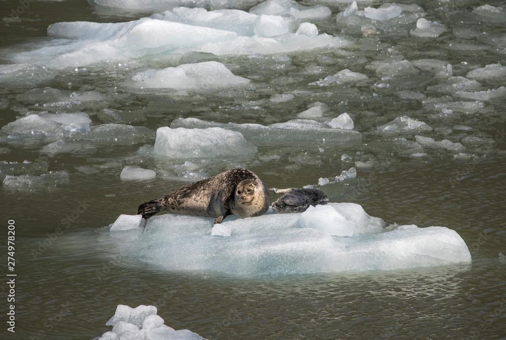 Naklejka premium Seals on ice, Ice in water, animal and ice, Tracy Arm Glacier, Alaska wildlife, Tourism in Alaska, global warming