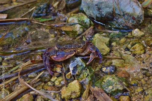 Endangered Maltese freshwater crab, Potamon fluviatile, in water stream. photo