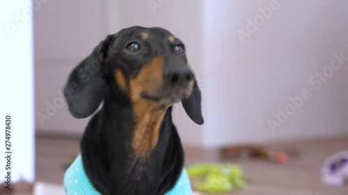  portrait a dachshund dog, black and tan,  barking at home against the background of toys scattered on the floor. the dog barks. photo