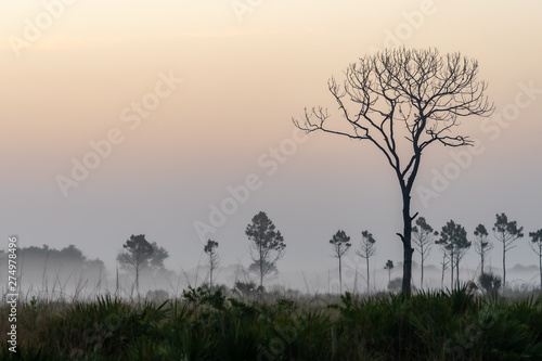 Foggy morning fields in Florida, USA