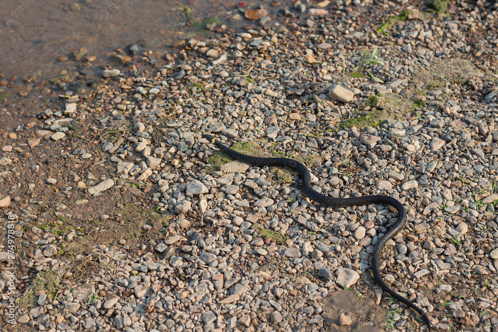 Grass snake, European non-poisonous snake in natural habitat Grass snake, European non-poisonous snake in natural habitat