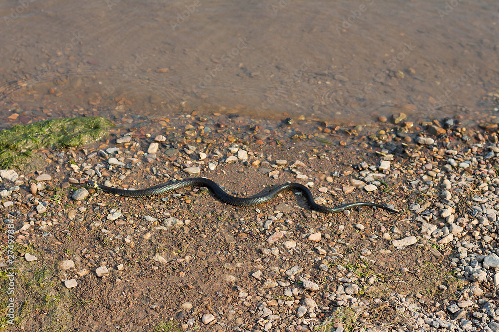 Fototapeta premium Grass snake, European non-poisonous snake in natural habitat