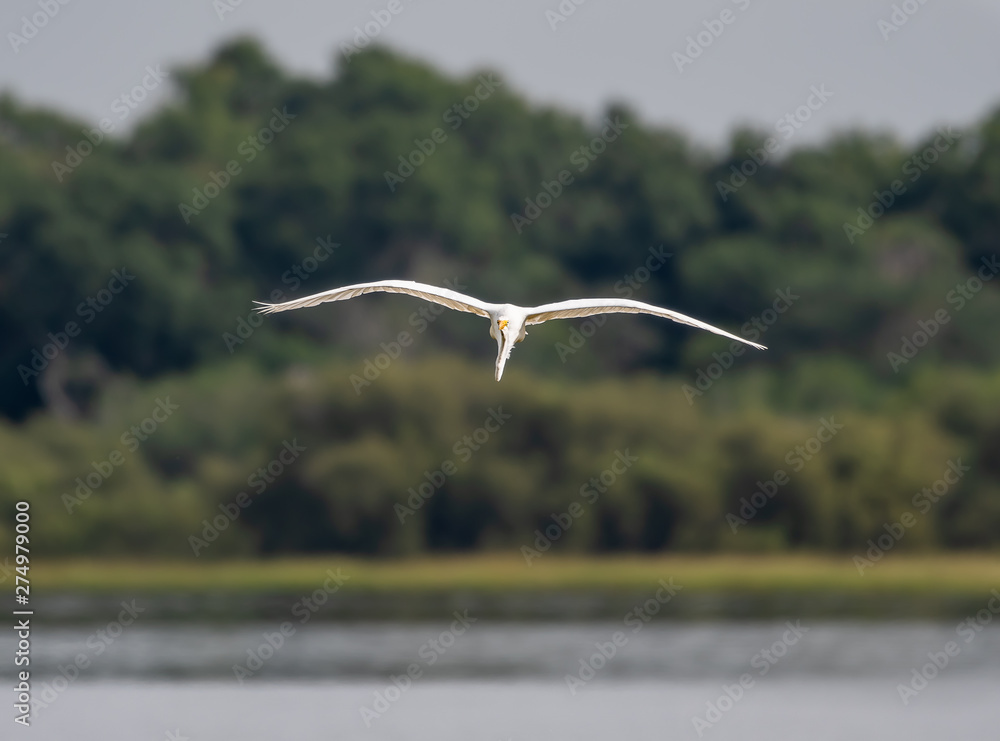 Great white egret coming in to land at a lake in Florida Great white egret coming in to land at a lake in Florida