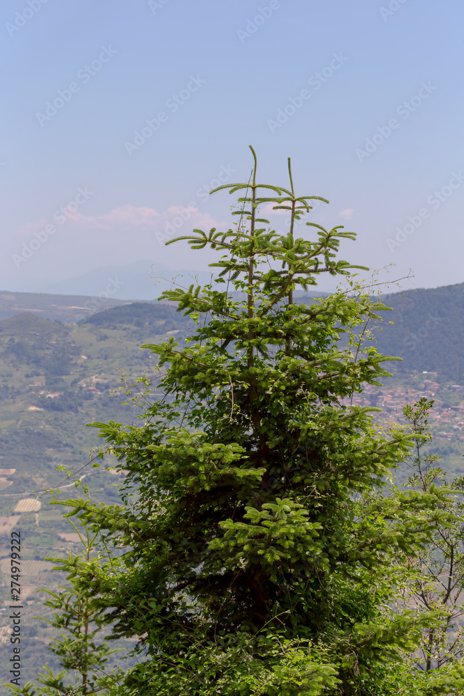 Obraz premium Spruce growing in the mountains