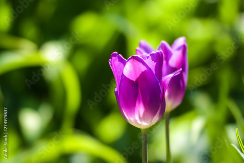 Two violet or pink tulips on blurred green background in sunshine in garden