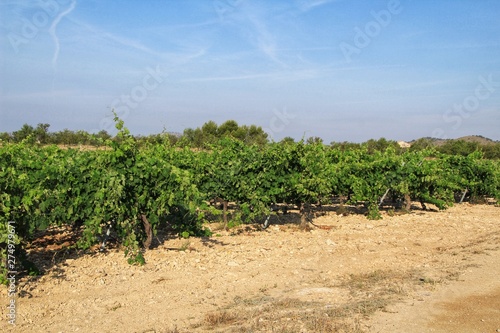Landscape of vineyards in Jumilla  Murcia province