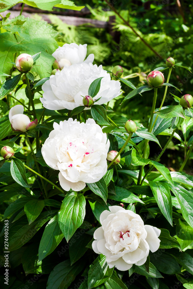 Close-up of white peony on green garden background Close-up of white peony on green garden background