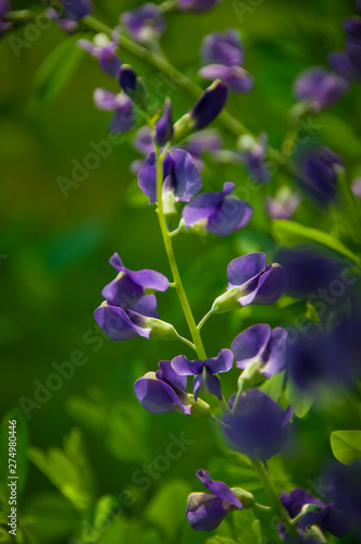 purple flowers in the garden