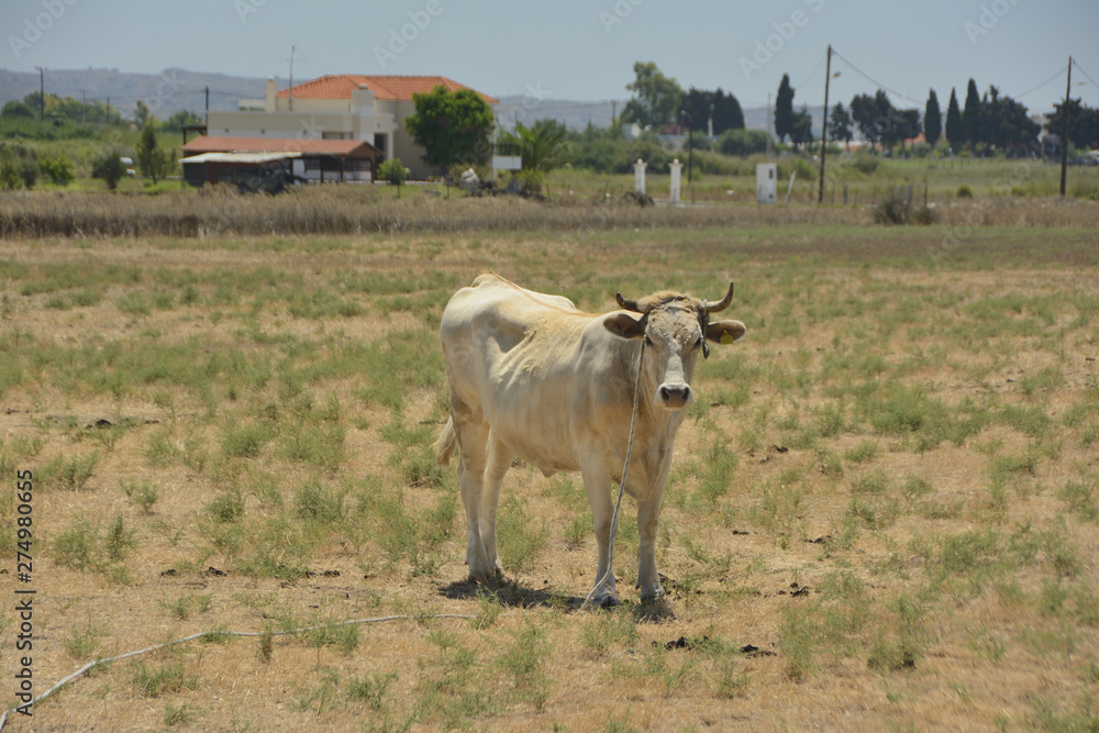 the cow of light color who is grazed in the field the cow of light color who is grazed in the field