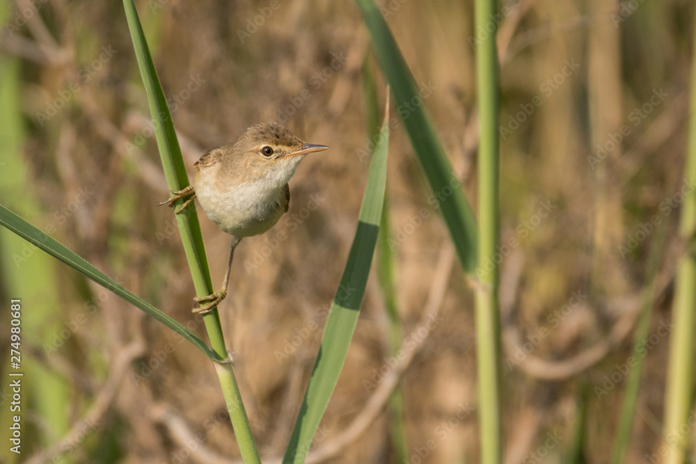 Stunning bird photo. Eurasian reed warbler / Acrocephalus scirpaceus Stunning bird photo. Eurasian reed warbler / Acrocephalus scirpaceus