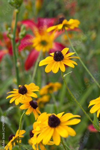 rudbeckia and lily