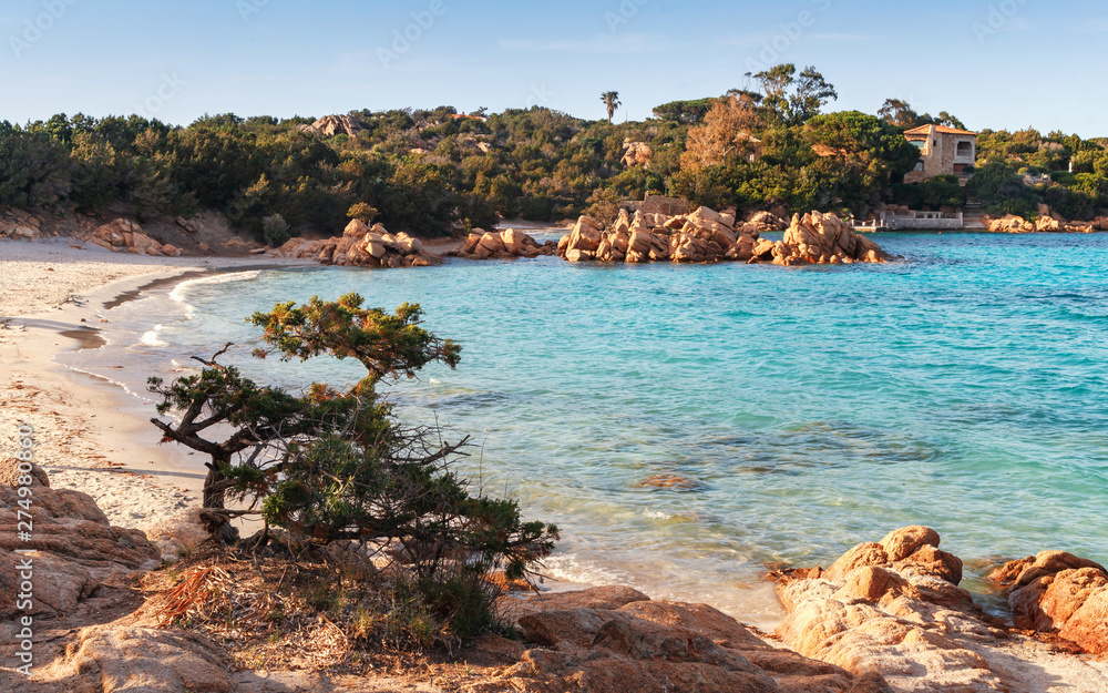 Capriccioli beach in Costa Smeralda, Sardinia, Italy. Rocks and mediterranean pine trees on the shore, sea with azure turquoise crystal clear water. Holidays, beaches in Sardinia.