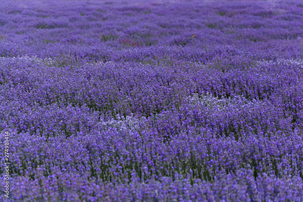 lavender field.Stunning and aromatic bio lavender field lavender field.Stunning and aromatic bio lavender field