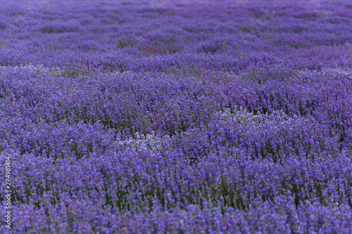 lavender field.Stunning and aromatic bio lavender field