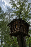 strange tree house in forest