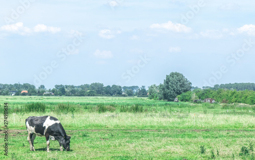 A typical Dutch cow in meadow