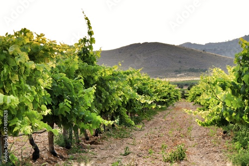 фотографія Landscape of vineyards in Jumilla, Murcia province