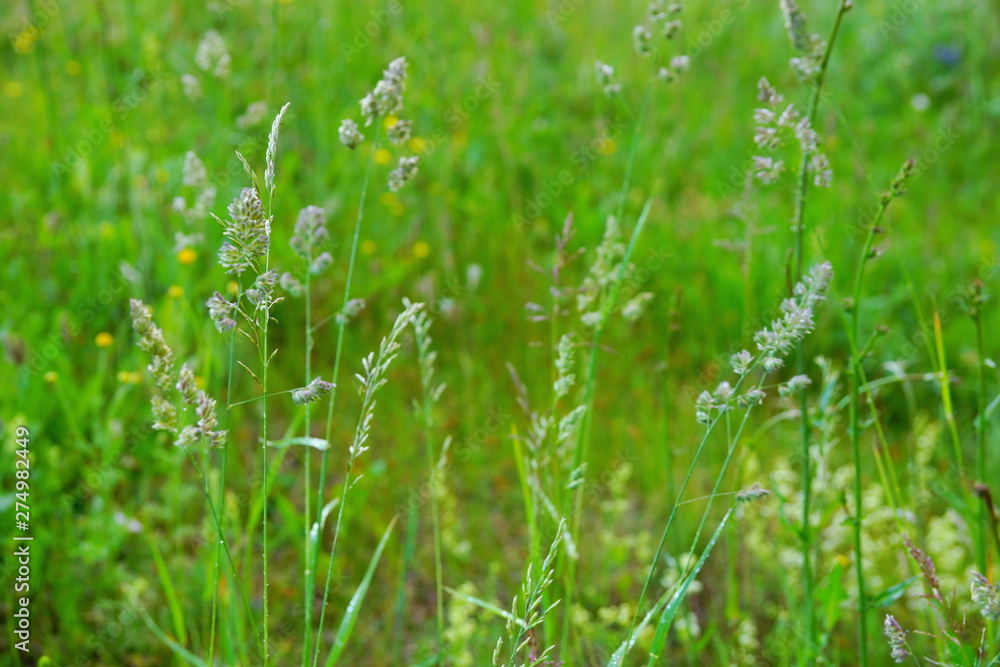 field lay flowers summer day. flower background field lay flowers summer day. flower background