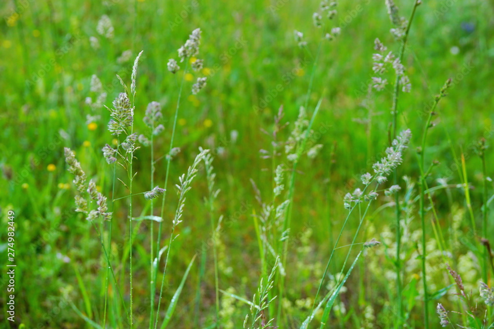 field lay flowers summer day. flower background